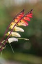 Fire vine ipomoea lobata flowers Royalty Free Stock Photo