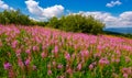 Fire weed meadow in mountains