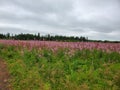 Fire weed