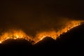 fire. wildfire, burning pine forest in the smoke and flames Royalty Free Stock Photo