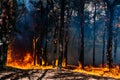 Forest fire. Burned trees after forest fires and lots of smoke. Royalty Free Stock Photo