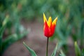 Fire wing tulip Royalty Free Stock Photo