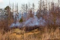 Fire in the woods during dry weather. In the forest trees burn, smoke goes_
