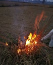 Fire works in peddy field Royalty Free Stock Photo