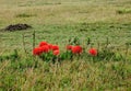 Fireball Lilies on the Masai Mara