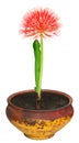 Fireball lily on a clay pot