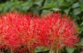 Fireball lily flower