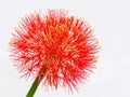 Fireball Lily