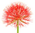 Fireball lily
