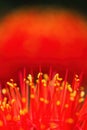 Fireball Lily - Scadoxus multiflorus Royalty Free Stock Photo
