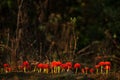 Fireball Lily - Scadoxus multiflorus