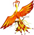 Firebird Royalty Free Stock Photo