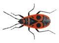 Firebug, Pyrrhocoris apterus