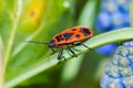 Firebug, Pyrrhocoris apterus, is a common insect of the family Pyrrhocoridae Royalty Free Stock Photo