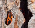 The firebug, Pyrrhocoris apterus, a common insect of the family Pyrrhocoridae Royalty Free Stock Photo