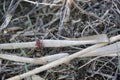 Firebug, Pyrrhocoris apterus Royalty Free Stock Photo