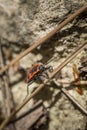 Firebug or Pyrrhocoris apterus in natural habitat in spring Royalty Free Stock Photo