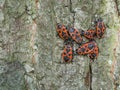 Firebug - Pyrrhocoris apterus