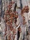 Firebug - Pyrrhocoris apterus