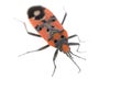 Firebug Royalty Free Stock Photo