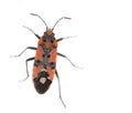 Firebug, Pyrrhocoris apterus on white background Royalty Free Stock Photo