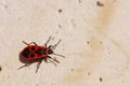 Firebug (pyrrhocoris heteroptera) Royalty Free Stock Photo