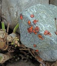 Firebugs in sunshine on a stone