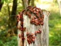 Firebugs Royalty Free Stock Photo