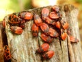 Firebugs Royalty Free Stock Photo