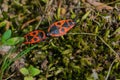 Macro of two firebugs mating Royalty Free Stock Photo