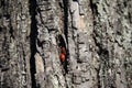 Firebugs (Pyrrhocoris apterus) on a tree bark in Lana river, Tirana, Albania Royalty Free Stock Photo