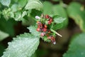 Firebugs sits on green bush, pyrrhocoris apterus