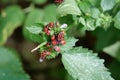 Firebugs sits on green bush, pyrrhocoris apterus