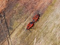 Firebugs on a wooden board