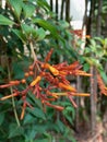 Firebush flower or scientific name Hamelia patens photos Royalty Free Stock Photo