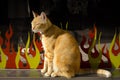 Firecat Royalty Free Stock Photo