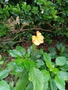 Firecracker flower or crossandra infundibuliformis small Evergreen shrub with wavy leaves and orange coloured flowers in clusters Royalty Free Stock Photo