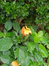 Firecracker flower or crossandra infundibuliformis small Evergreen shrub with wavy leaves and orange coloured flowers in clusters Royalty Free Stock Photo