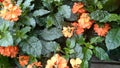 Firecracker flower, Crossandra infundibuliformis