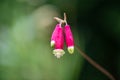 Firecracker flower, Dichelostemma ida-maia, close-up of flower