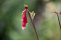 Firecracker flower, Dichelostemma ida-maia, flower with dew drop