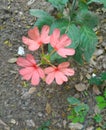 The firecracker flower or tropical flame