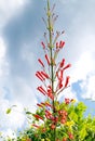 FIRECRACKER FLOWERS