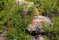 Firecracker Flowers and The Rainbow Mountain Range on The Ice Box Canyon Trail