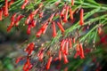 FireCracker Plant, Russelia equisetiformis. Royalty Free Stock Photo