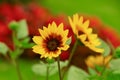 Firecracker Sunflower or Ring of Fire Sunflower