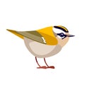 Firecrest or goldcrest is a very small passerine bird in the kinglet family. Tiny smallest Bird Cartoon flat vector