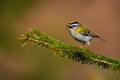 Firecrest - Regulus ignicapilla small forest bird with the yellow crest singing in the dark forest, very small passerine bird in Royalty Free Stock Photo