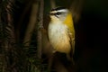 Firecrest - Regulus ignicapilla with the yellow crest in the dark forest Royalty Free Stock Photo
