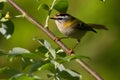 Firecrest Royalty Free Stock Photo